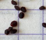 Image of taxon representative. Author is Анна Малыхина