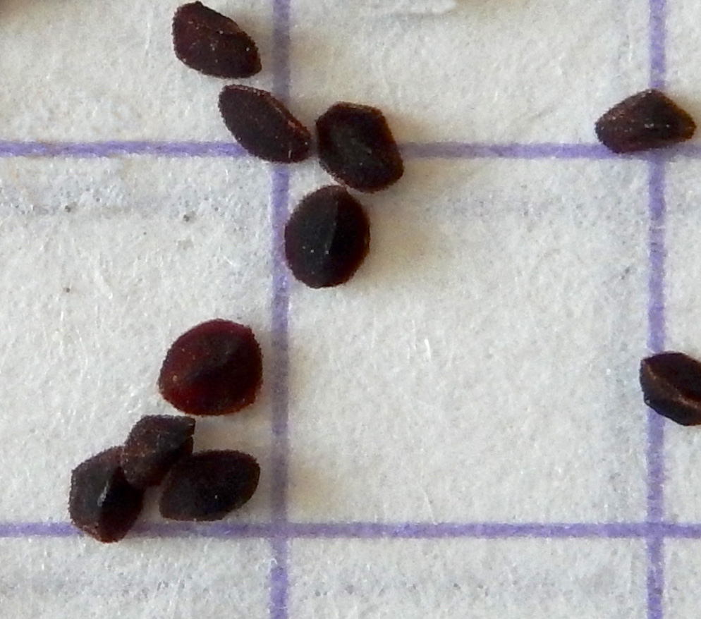 Image of Lysimachia verticillaris specimen.