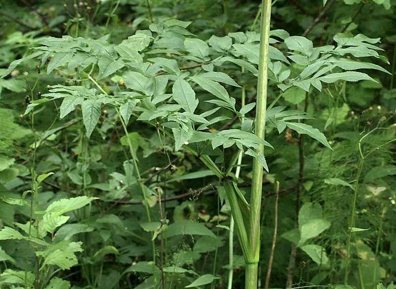 Изображение особи Angelica sylvestris.