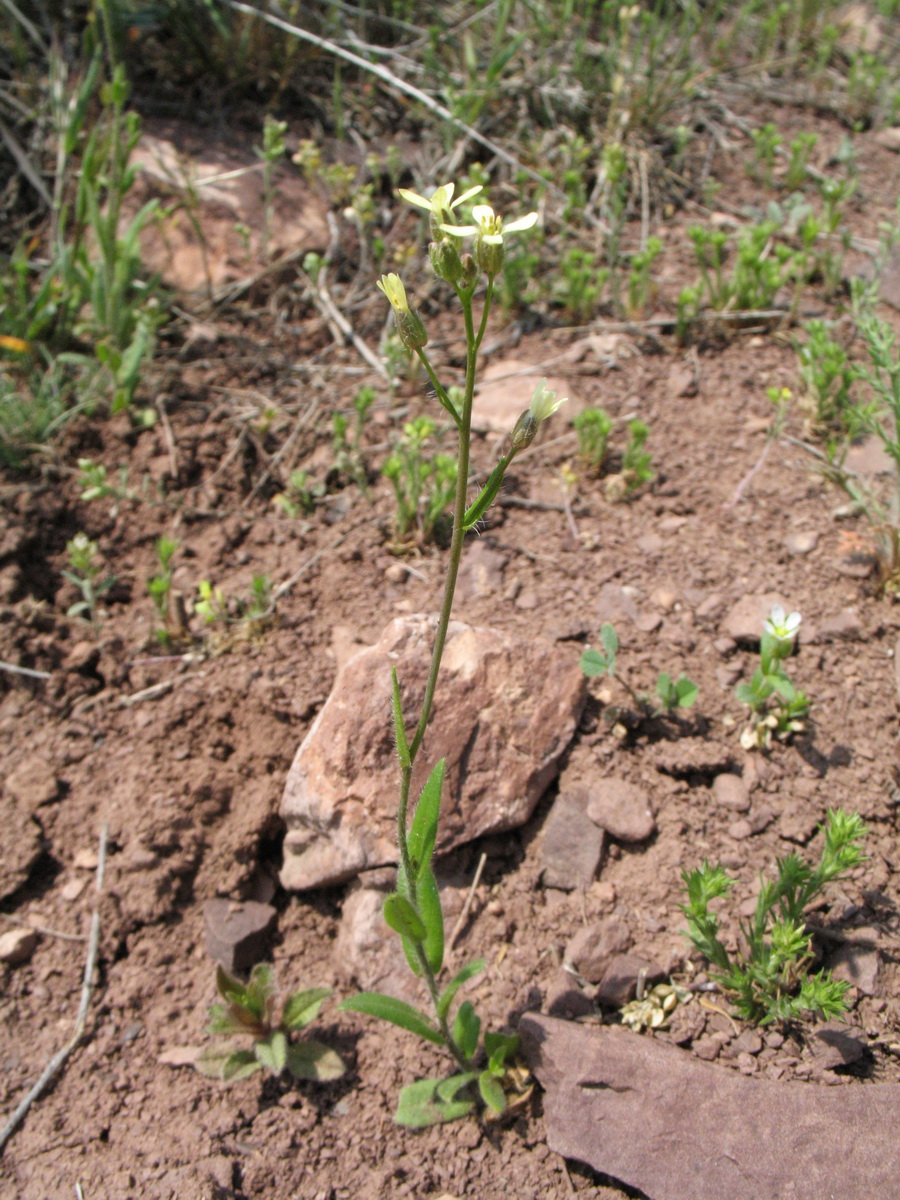 Изображение особи Camelina rumelica.