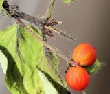 Lonicera chrysantha