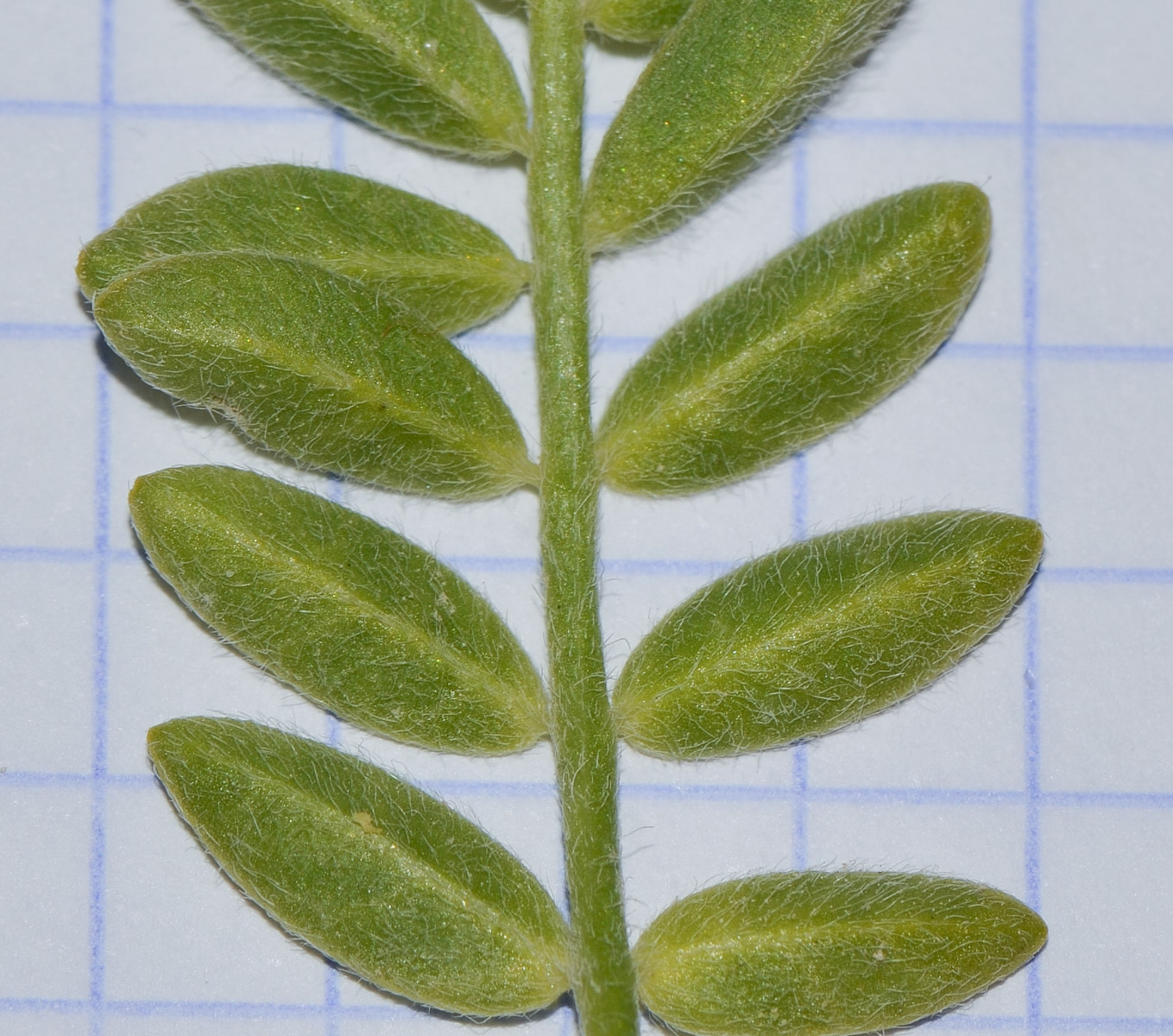 Image of Astragalus tribuloides specimen.