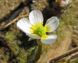 Ranunculus baudotii