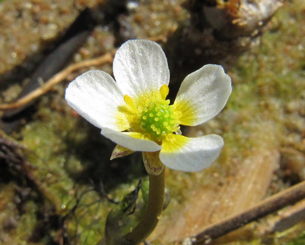 Image of Ranunculus baudotii specimen.