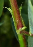 Image of taxon representative. Author is Раду Страту