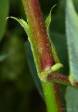 Astragalus glycyphyllos