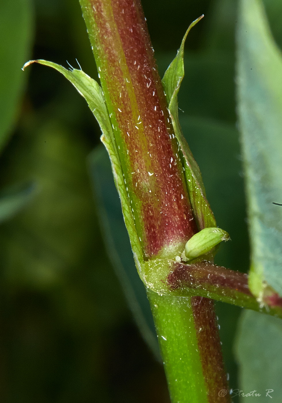 Image of Astragalus glycyphyllos specimen.