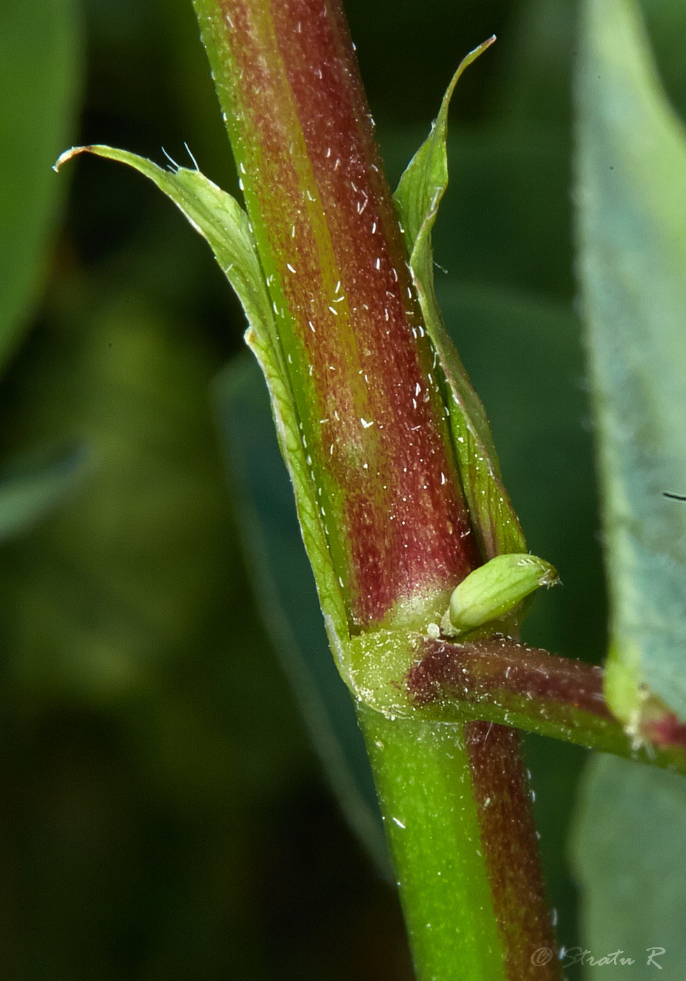 Изображение особи Astragalus glycyphyllos.