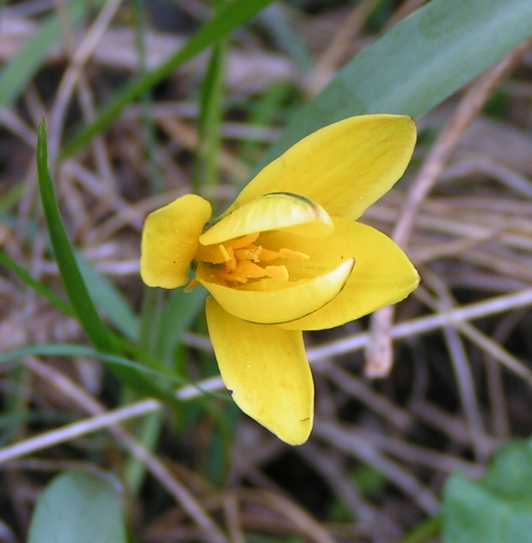 Image of Tulipa uniflora specimen.