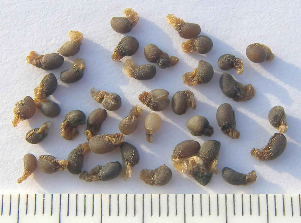 Image of Galanthus woronowii specimen.