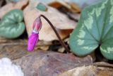 Cyclamen coum