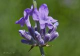 Lavandula angustifolia. Часть соцветия. Молдова, Кишинев, Ботанический сад АН Молдовы. 23.07.2014.