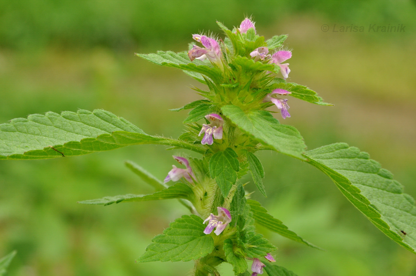 Изображение особи Galeopsis bifida.