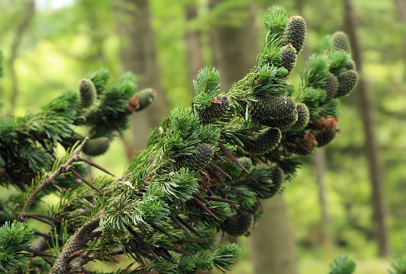 Image of Abies sachalinensis specimen.