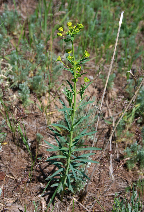 Изображение особи Euphorbia virgata.