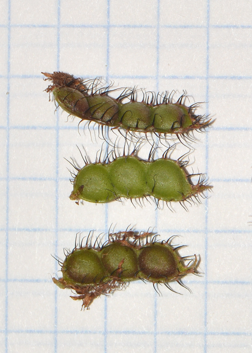 Image of Mimosa pudica specimen.