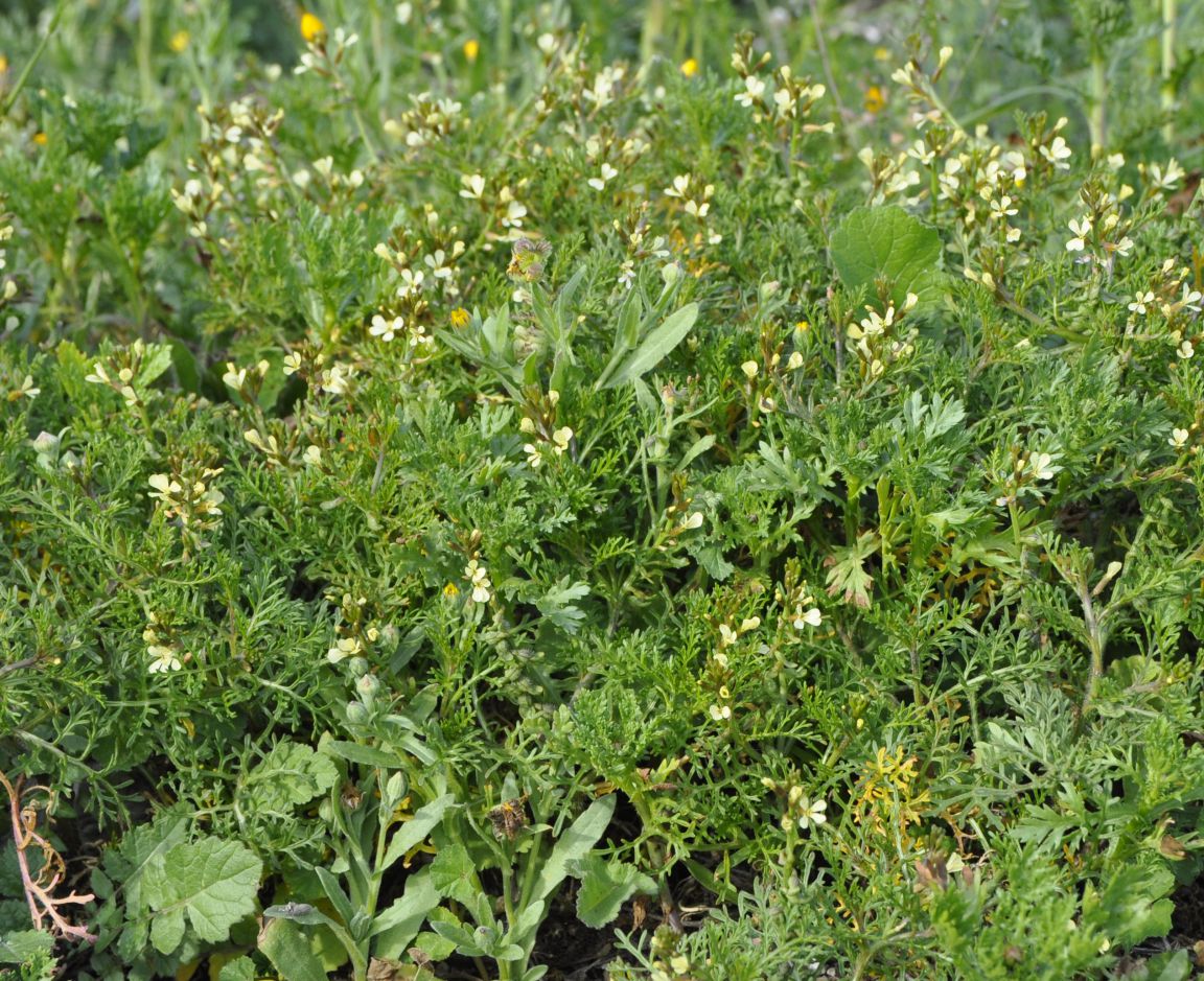 Image of Carrichtera annua specimen.