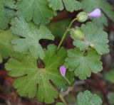 Geranium lucidum