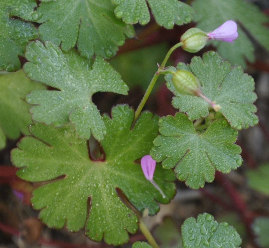 Изображение особи Geranium lucidum.