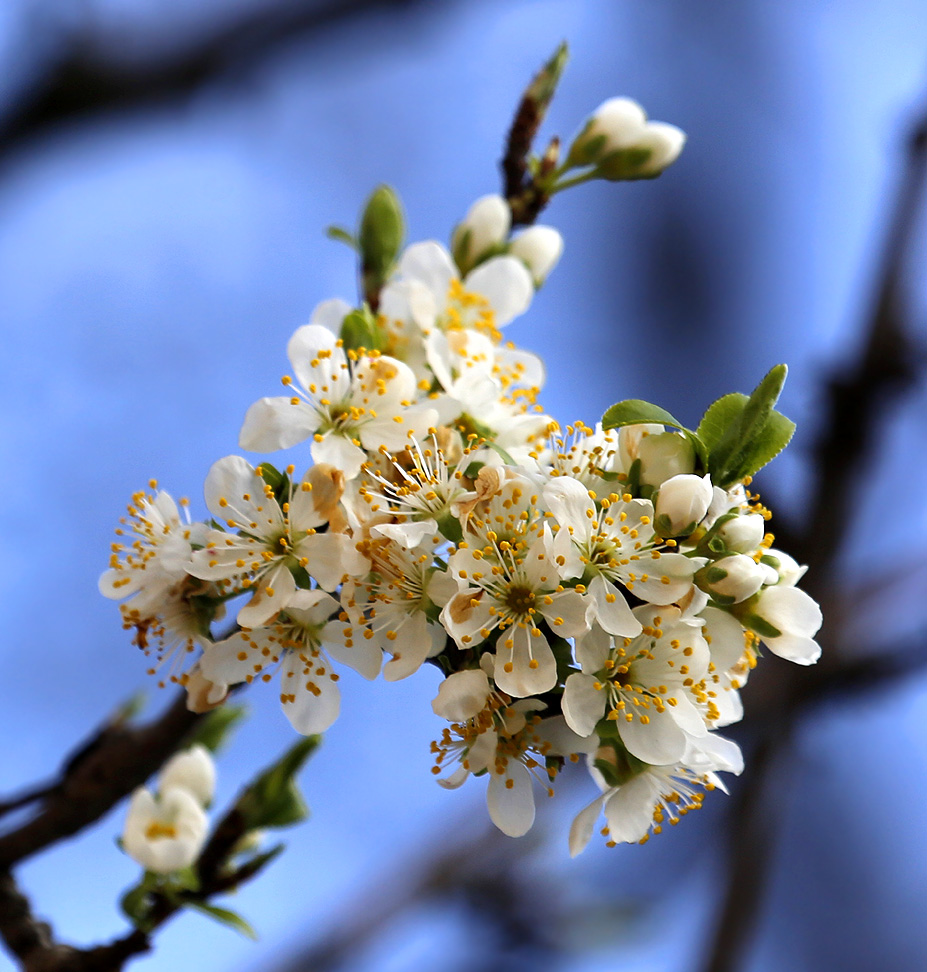 Изображение особи род Prunus.