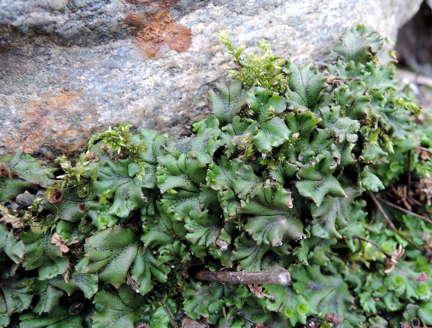 Image of Marchantia polymorpha specimen.