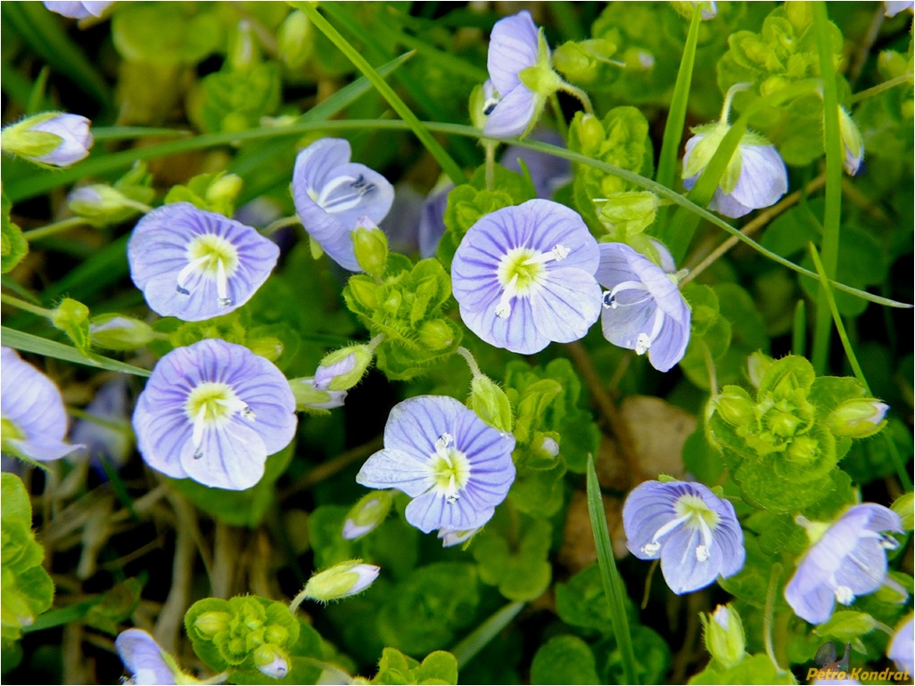 Изображение особи Veronica filiformis.