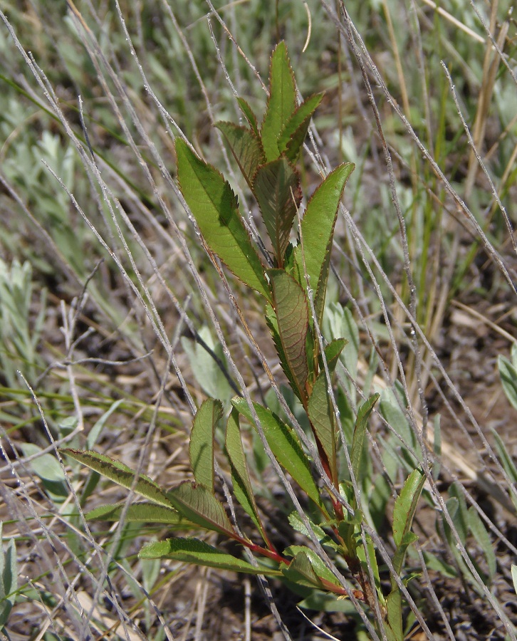 Image of Amygdalus nana specimen.