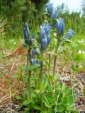 Gentiana glauca. Цветущее растение. Магаданская обл., окр. г. Магадан, п-ов Старицкого, поляна среди зарослей кустарников. 09.07.2011.