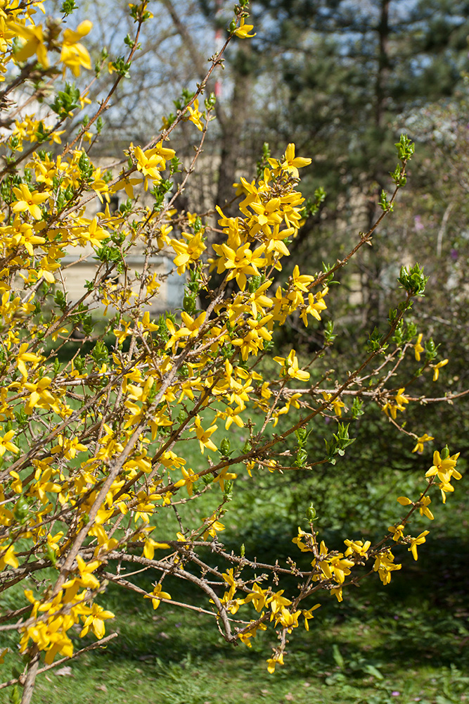 Image of Forsythia &times; intermedia specimen.