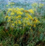 Ferulago galbanifera. Цветущее и начинающее плодоносить растение. Украина, Луганская обл., Свердловский р-н, заповедник \"Провальская степь\", Грушевский участок. Начало июля 2005 г.