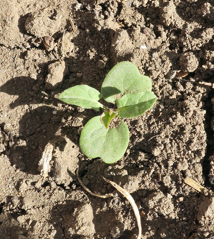 Изображение особи Convolvulus arvensis.