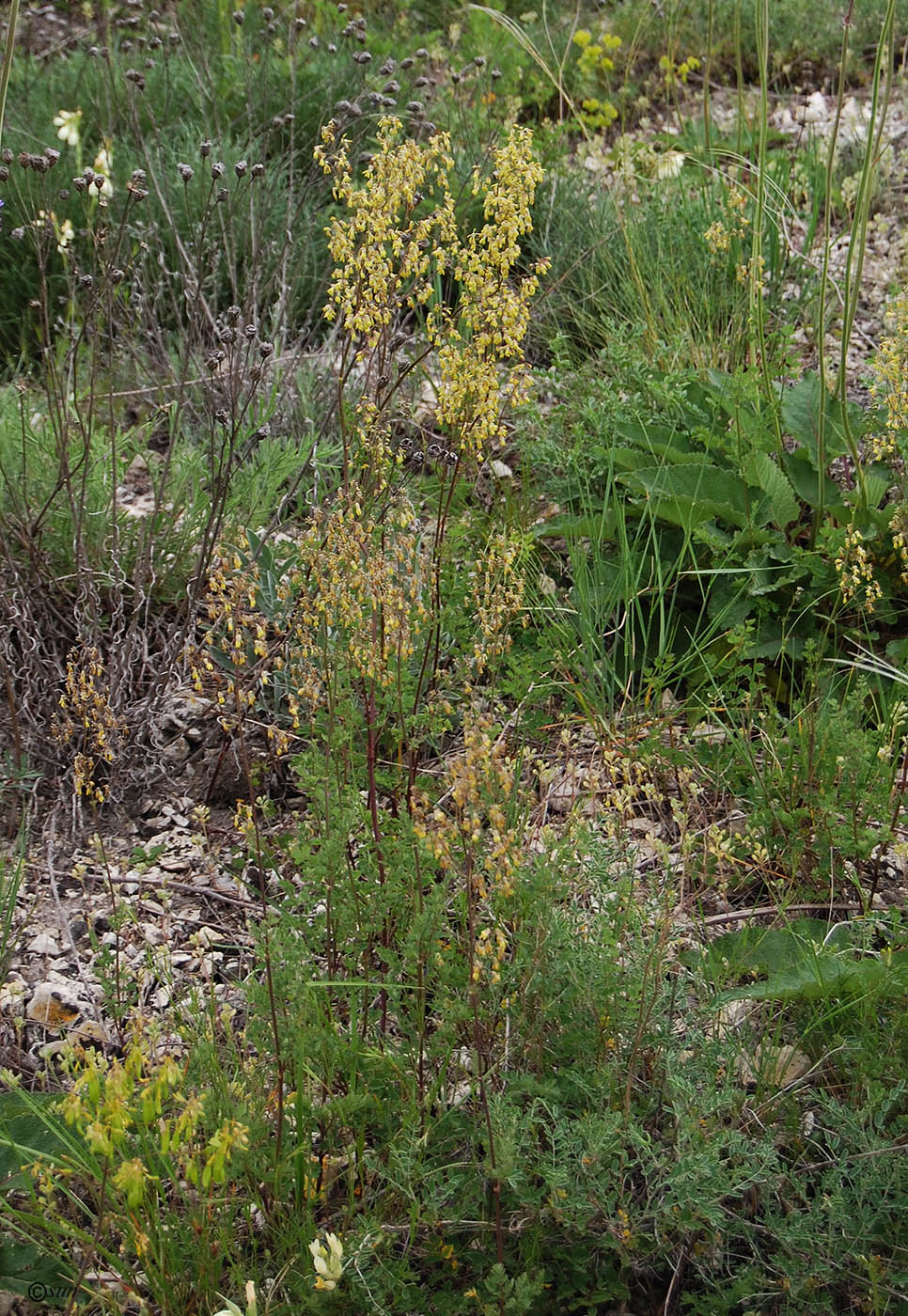 Image of Thalictrum minus specimen.