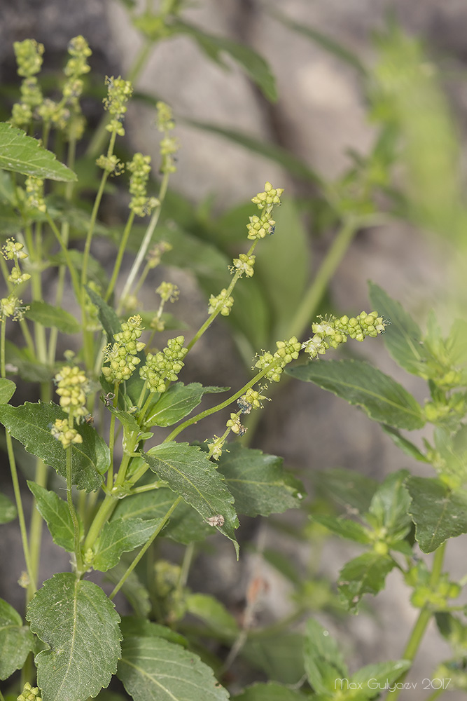 Изображение особи Mercurialis annua.