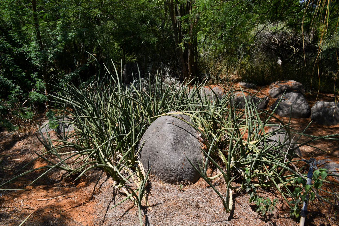 Изображение особи Sansevieria cylindrica.