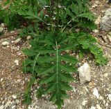 Acanthus mollis