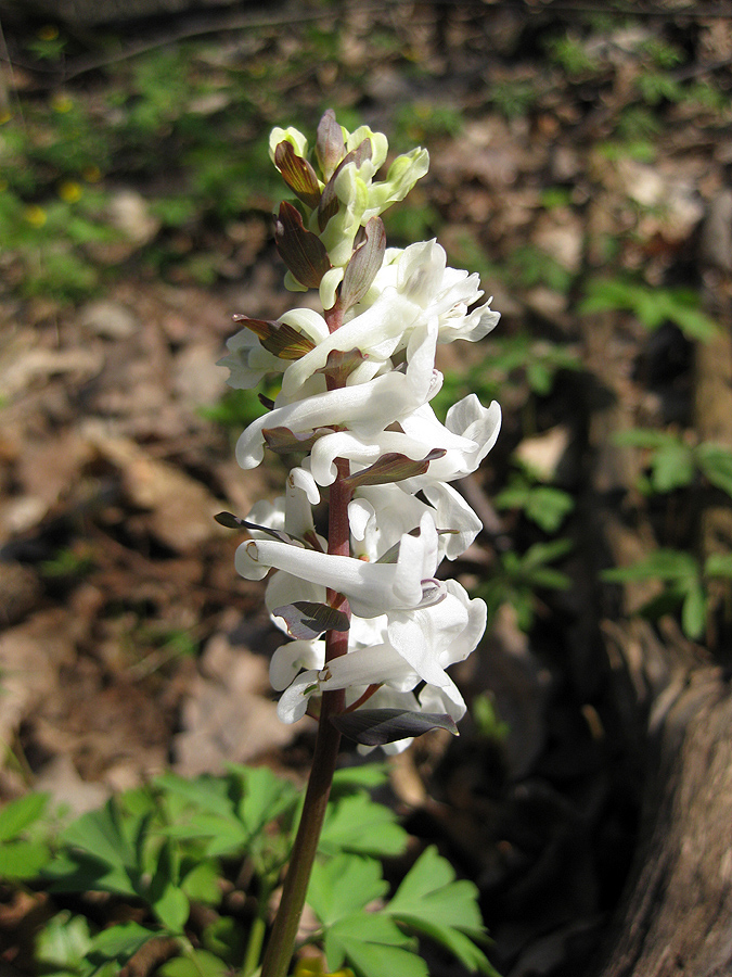 Image of Corydalis cava specimen.