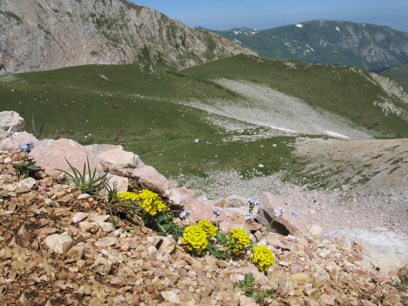 Изображение особи Alyssum oschtenicum.