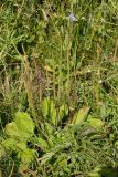 Plantago major