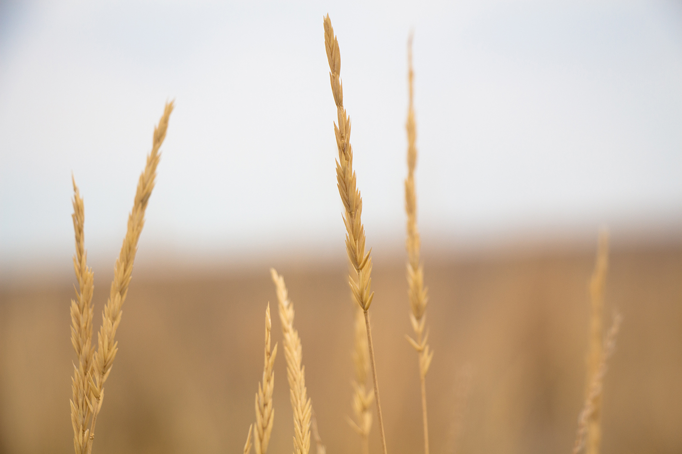 Image of Agropyron fragile specimen.