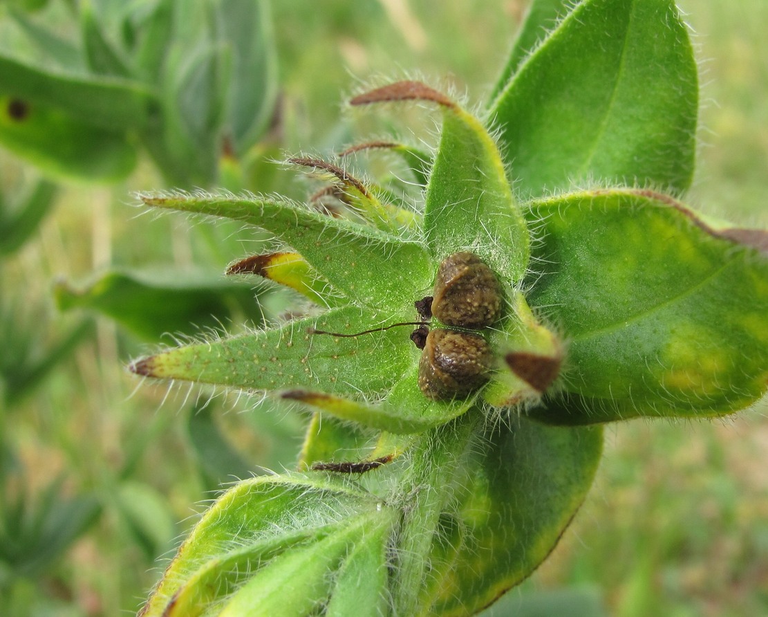 Image of Huynhia pulchra specimen.