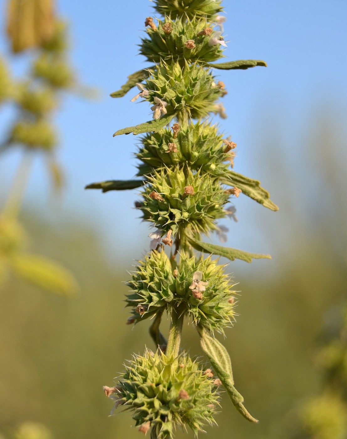 Image of Chaiturus marrubiastrum specimen.