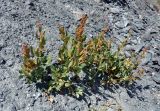 Aconogonon hissaricum. Плодоносящее растение. Таджикистан, Фанские горы, перевал Алаудин, ≈ 3700 м н.у.м., осыпающийся каменистый склон. 05.08.2017.