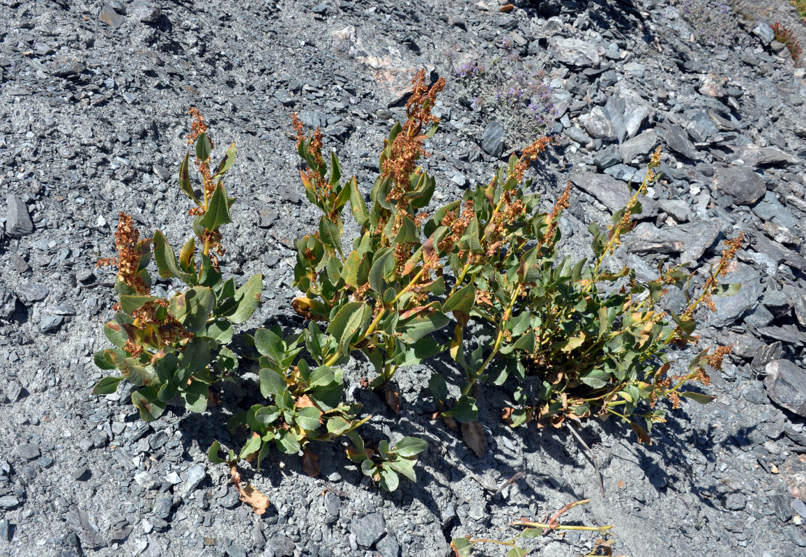 Изображение особи Aconogonon hissaricum.