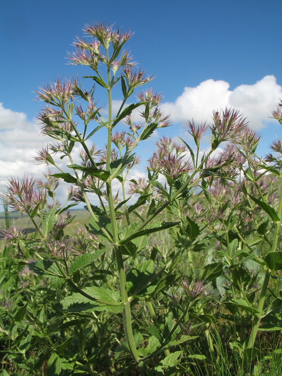 Изображение особи Nepeta ucranica.