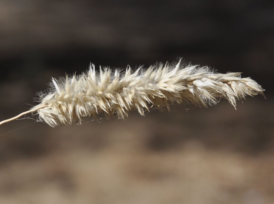 Image of Melica ciliata specimen.