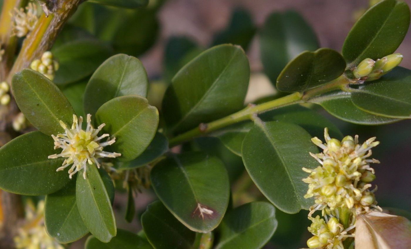 Image of Buxus colchica specimen.