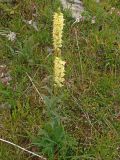 Pedicularis proboscidea