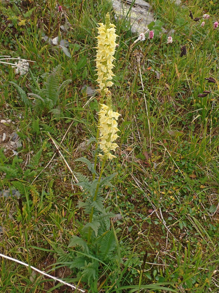 Изображение особи Pedicularis proboscidea.