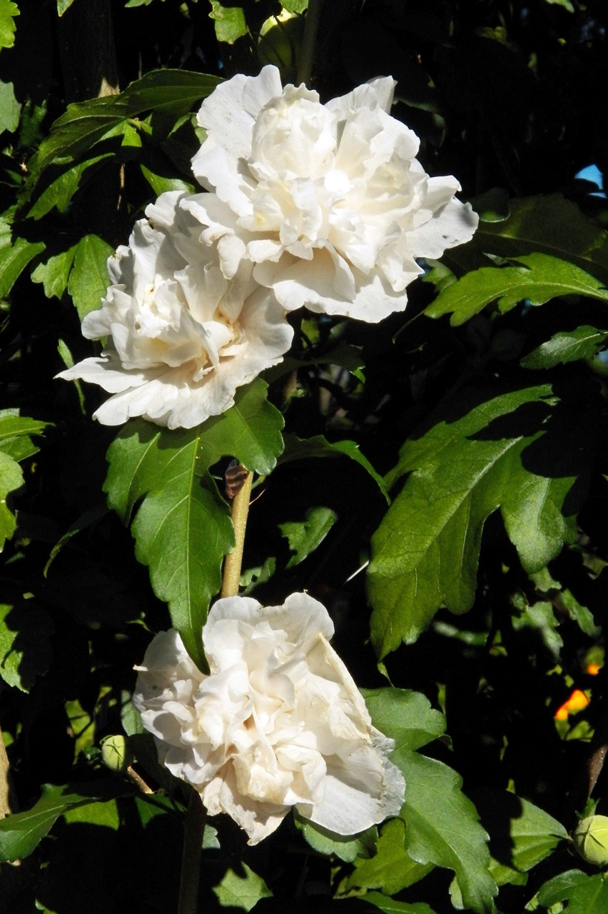 Image of Hibiscus syriacus specimen.
