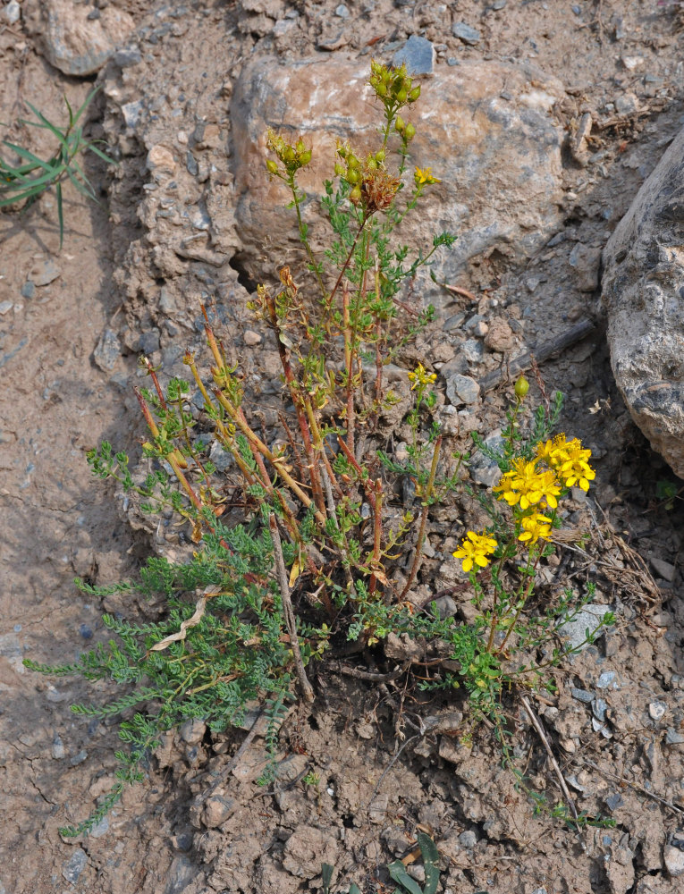 Изображение особи Hypericum scabrum.